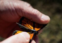 We Can Now Track Individual Monarch Butterflies. It’s a Revelation.